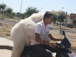 XVII Concentracion - 2010